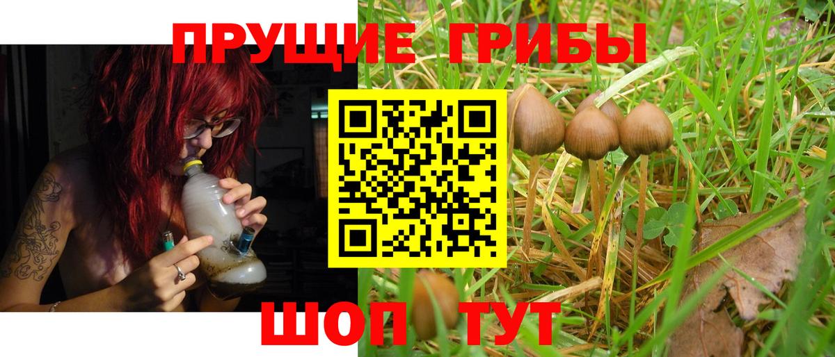 Псилоцибиновые грибы Cubensis Губаха
